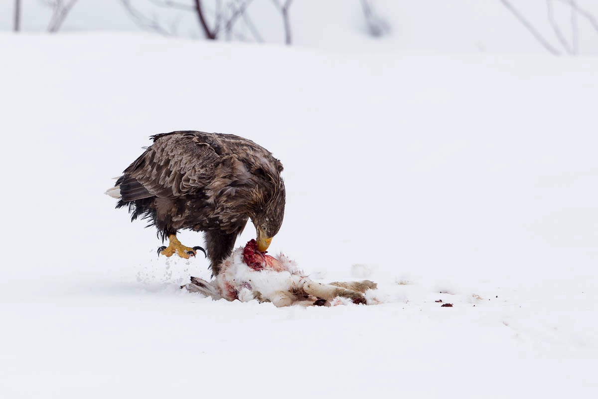 lofoten white-tailed eagle